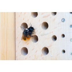 Gehörnte Mauerbiene