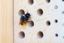 Gehörnte Mauerbiene