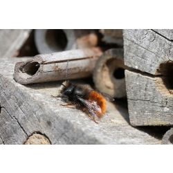 Gehörnte Mauerbiene