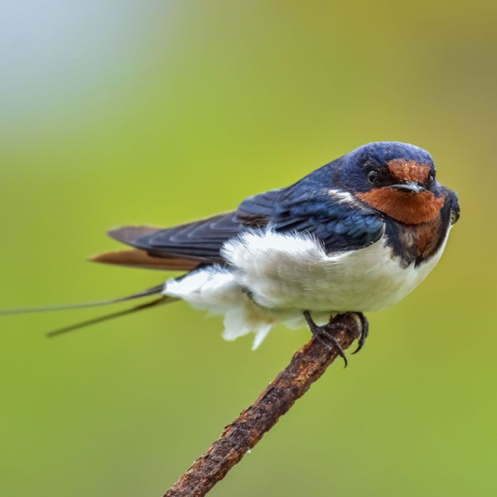 Rauchschwalbe