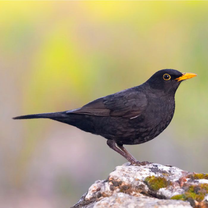 Merel-Animalpedia-Gender-Male_700x700