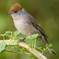 Blackcap