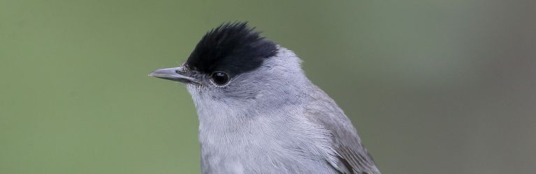 Blackcap
