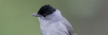 Blackcap