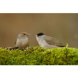 Blackcap