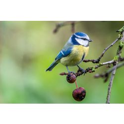 Blue Tit