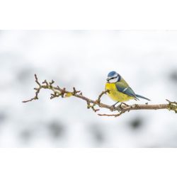 Blue Tit
