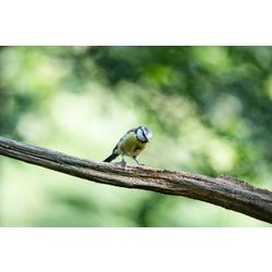 Blue Tit