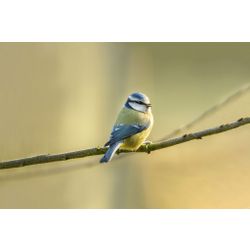 Blue Tit