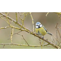 Blue Tit