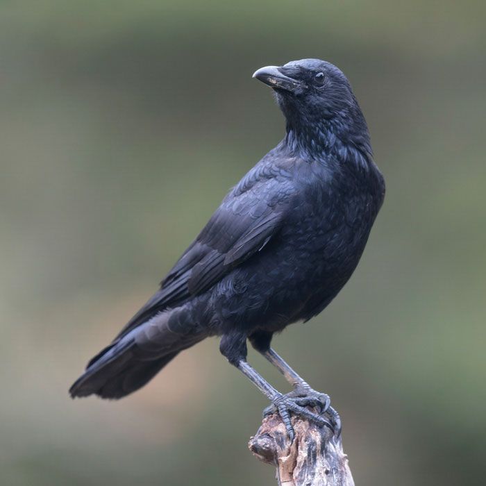 Rabenkrähe