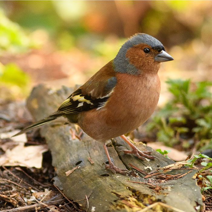 Vink-Animalpedia-Gender_Male-700x700