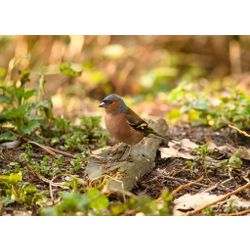 Chaffinch