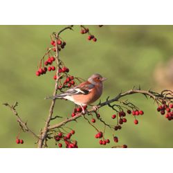 Chaffinch