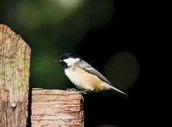 Coal Tit