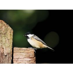 Coal Tit