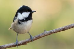Coal Tit