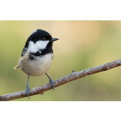 Coal Tit
