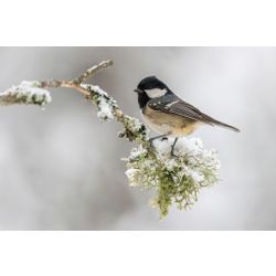 Coal Tit