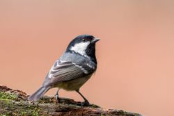 Coal Tit