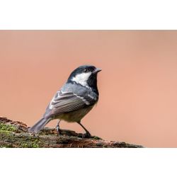Coal Tit