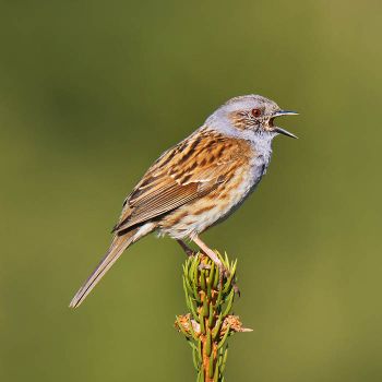 Heggenmus verrast met decemberzang