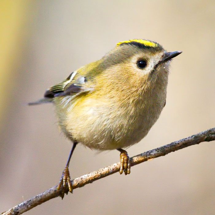 Wintergoldhähnchen