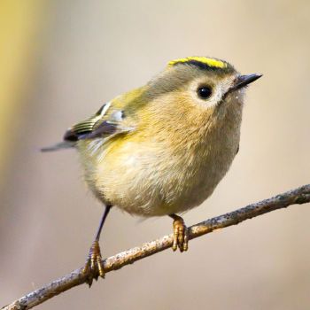 Vogels uit het paradijs?