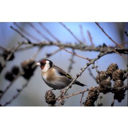 Goldfinch