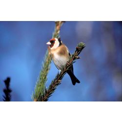 Goldfinch