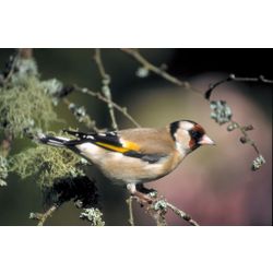 Goldfinch
