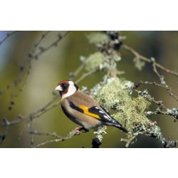 Goldfinch