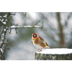Goldfinch
