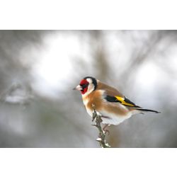 Goldfinch