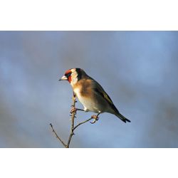 Goldfinch