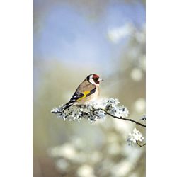 Goldfinch