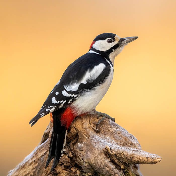 Grote_Bonte_Specht_Animalpedia_Profiel_dier_700x700