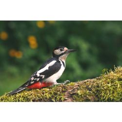 Great Spotted Woodpecker