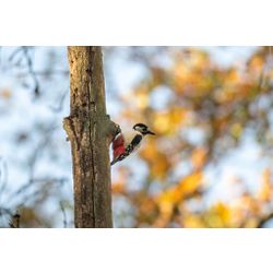 Great Spotted Woodpecker