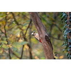 Great Spotted Woodpecker