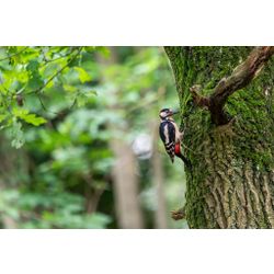 Great Spotted Woodpecker