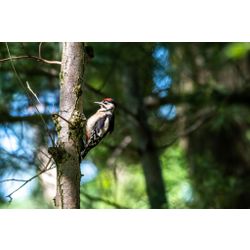 Great Spotted Woodpecker