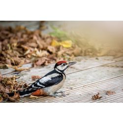 Great Spotted Woodpecker
