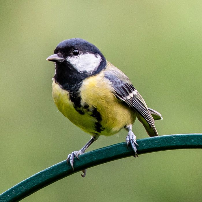 Koolmees-Animalpedia-Profiel-dier_700x700