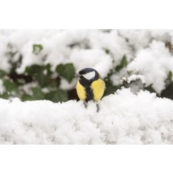  Great Tit
