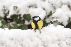  Great Tit