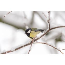  Great Tit