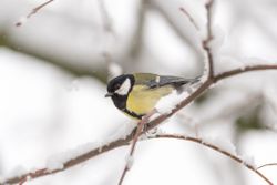  Great Tit