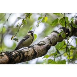  Great Tit