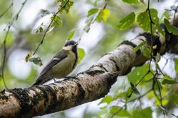  Great Tit